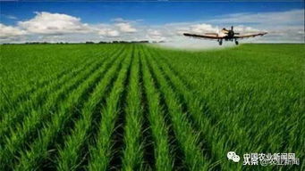 我國(guó)農(nóng)業(yè)科技創(chuàng)新專利數(shù)量領(lǐng)先與技術(shù)落地艱難的矛盾解析