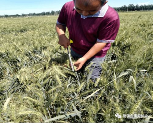 專家指導(dǎo)助力發(fā)展——阿瓦提縣農(nóng)業(yè)農(nóng)村局農(nóng)技推廣中心高級(jí)農(nóng)藝師深入企業(yè)檢查指導(dǎo)工作