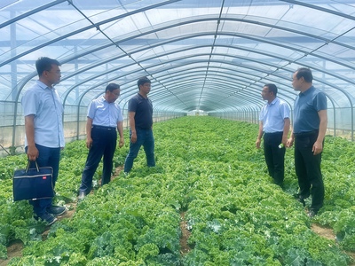 菜價(jià)上漲背后 技術(shù)推廣的瓶頸與農(nóng)民的增收困境